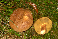 Rhrling