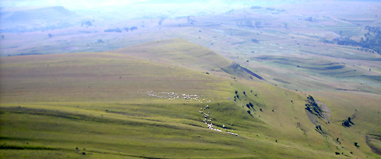 Unzhlige Schafherden wandern ber die weite Landschaft / Foto: Martin Scheib